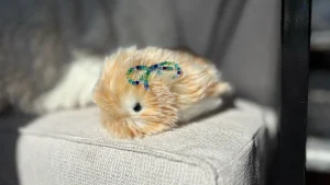 I spent a month living with a $430 AI pet, the Casio Moflin