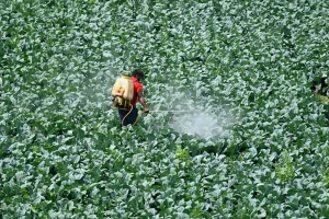 A farmer sprays pesticide on the crop in a field in New Delhi on March 15, 2021.
