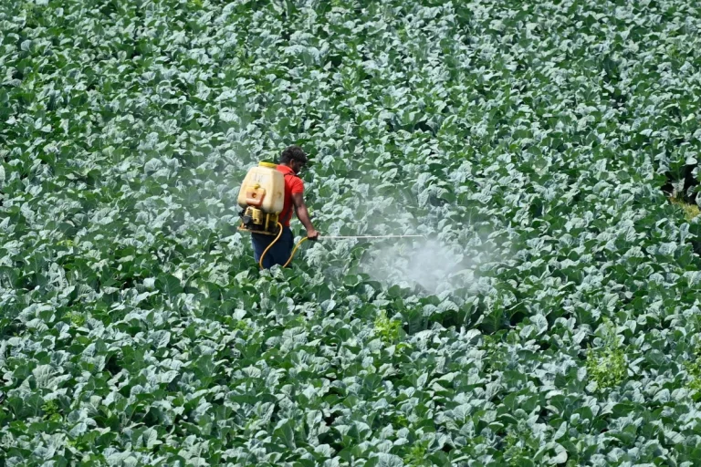 A farmer sprays pesticide on the crop in a field in New Delhi on March 15, 2021.