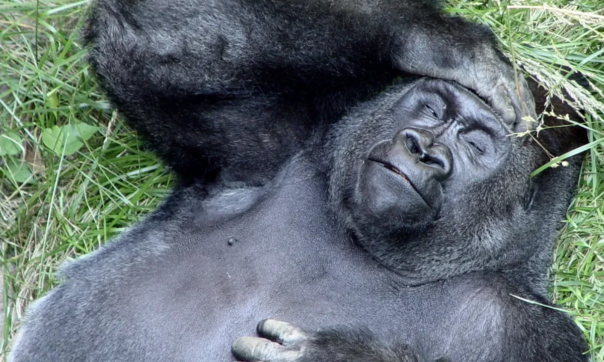 picture of a Silverback Gorilla at St Louis Zoo holding a hand to its head