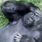 picture of a Silverback Gorilla at St Louis Zoo holding a hand to its head
